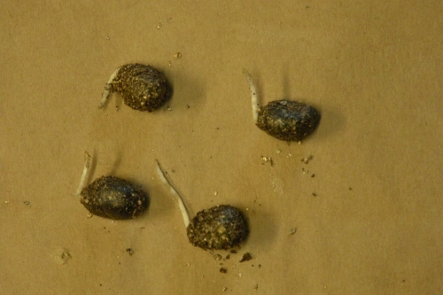 Sprouted herbaceous peony seeds. These can either be planted outside if its early in the fall or put in the refrigerator for a period of cold stratification. 