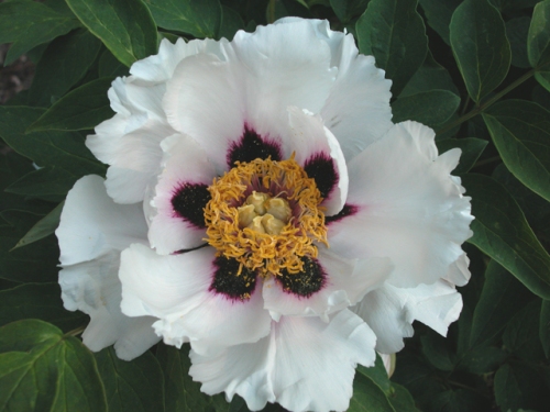 The rockii tree peony 'Snow Lotus' has proven to be a very reiable grower in Texas over the last few drought striken years.