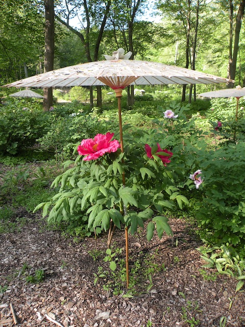 This plant well illustrates the tendency of Japanese tree peonies to grow in a upright, and not bushy, manner.