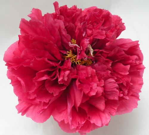 'King of Flower' 花王 Kao is a rare Japanese tree peony which blooms in a fully double form.