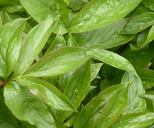 Herbaceous peony leaves are ovate and are never dissected. 
