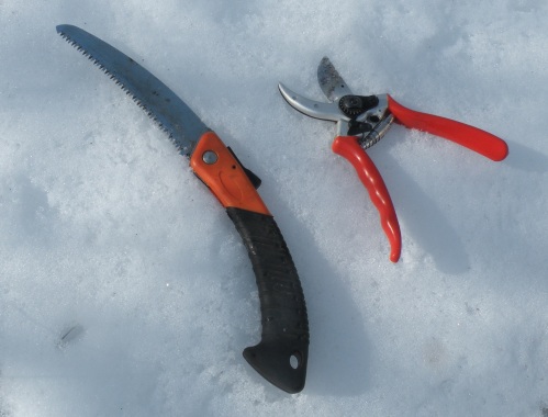 Recommended tools are a pair of bypass pruners and a small pruning saw. Make sure they're sharp!