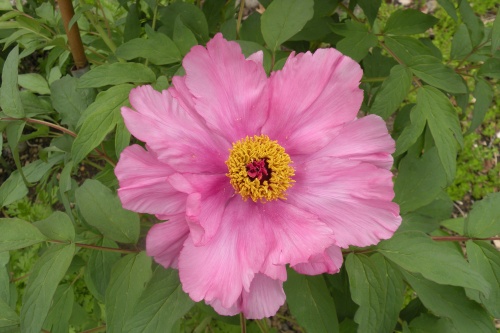 '5th Wife' This is ostii- type Chinese tree peony 