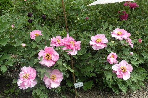 'Apple Gorgious' shrub, flowers blooming in both single and semi-double form.