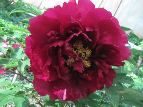 'Coiled Dragon in the Mist' Chinese tree peony
