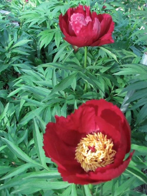 'Early Scout' Hybrid herbaceous peony blooms with the tree peonies.