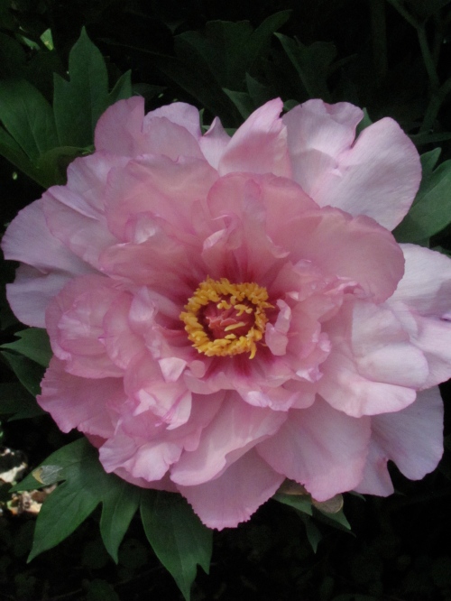 'First Arrival' is one of our earliest blooming Roger Anderson intersectional peonies.