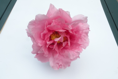 'Floral Rivalry' Japanese tree peony