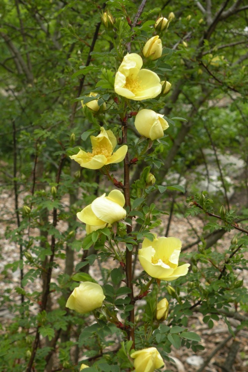 rose xanthina