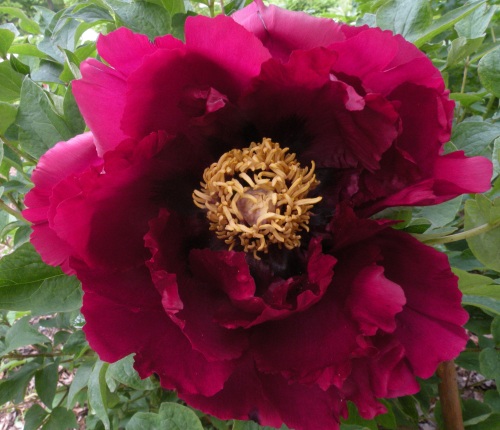 'Shining Black Jade' 墨玉生辉 Mo Yu Sheng Hui This is another later blooming 'black' Chinese tree peony which originates from Heze in Shandong Province. 