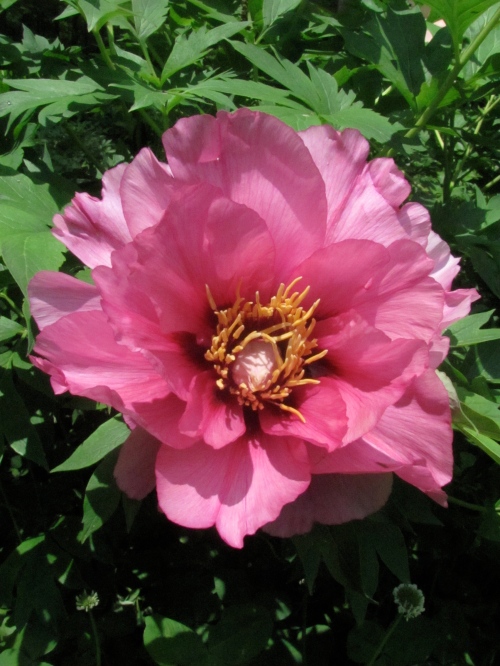 'Zeus' This Daphnis hybrid tree peony looks very much like its more famous cousin 'Leda.'