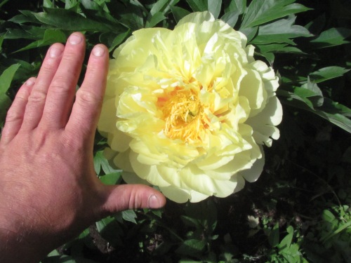 'Bartzella' (Anderson, 1986). This blossom measured over 9'' in diameter!