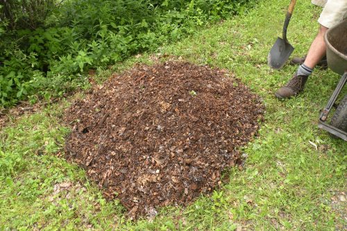 To off the compost pile with a wheelbarrow load of mulch. We have lots of old wood chips around the garden, so we use these. You might also consider using grass clippings or leaves.