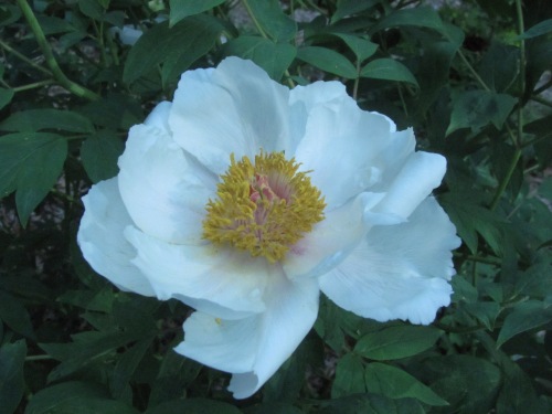 Dusk on the flower Of the white peony, That embraces the moon. Gyodai