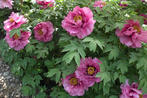 The peonies do not allow The rain-clouds a hundred leagues round To approach them. Buson 