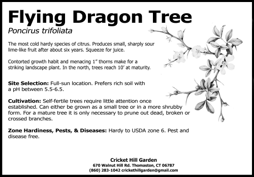 flying dragon tree